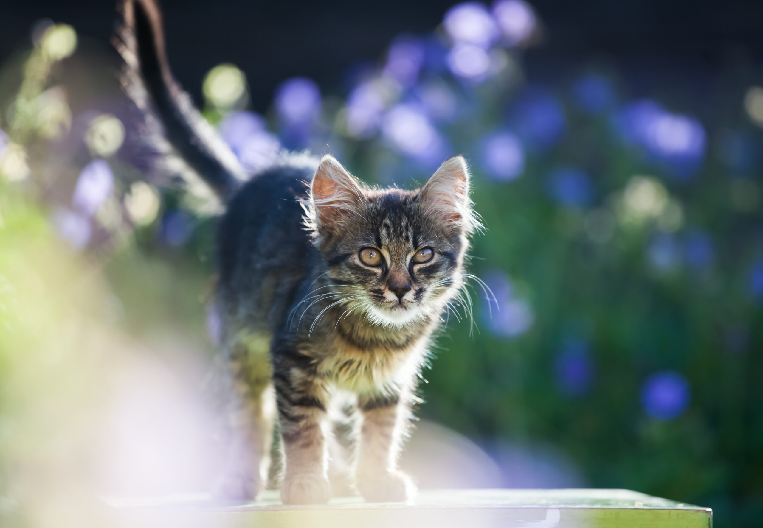 cat in garden