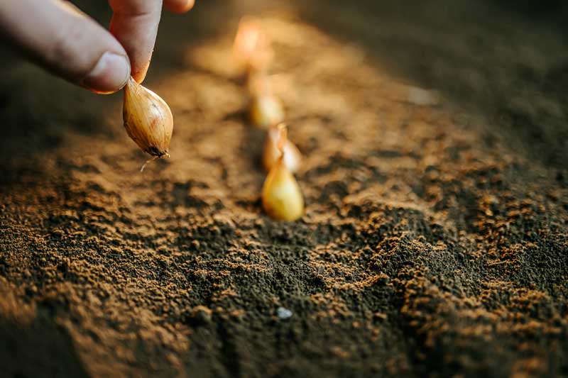 onion seedlings