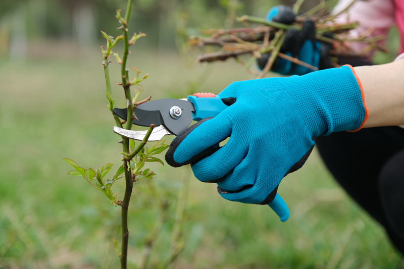 pruning