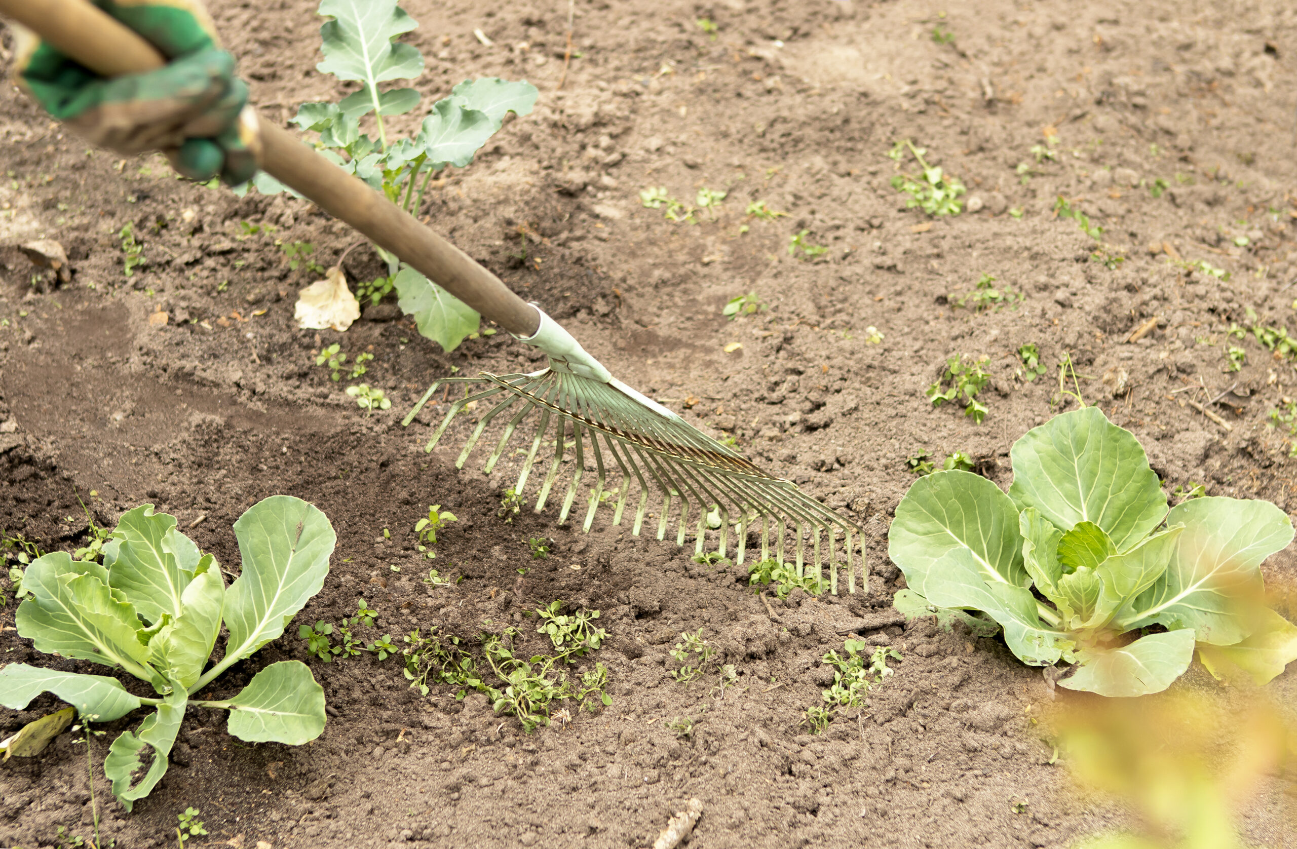 Weeding veg patch