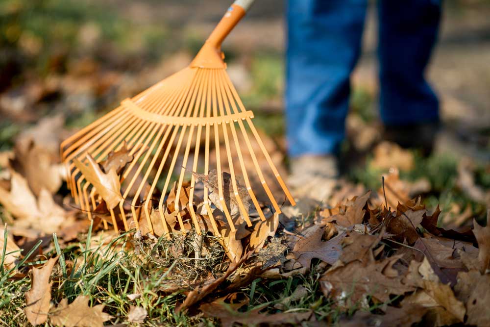 raking garden