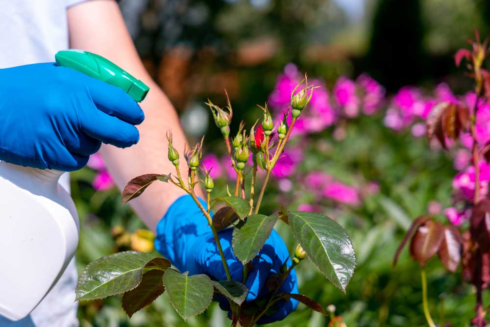 spraying roses