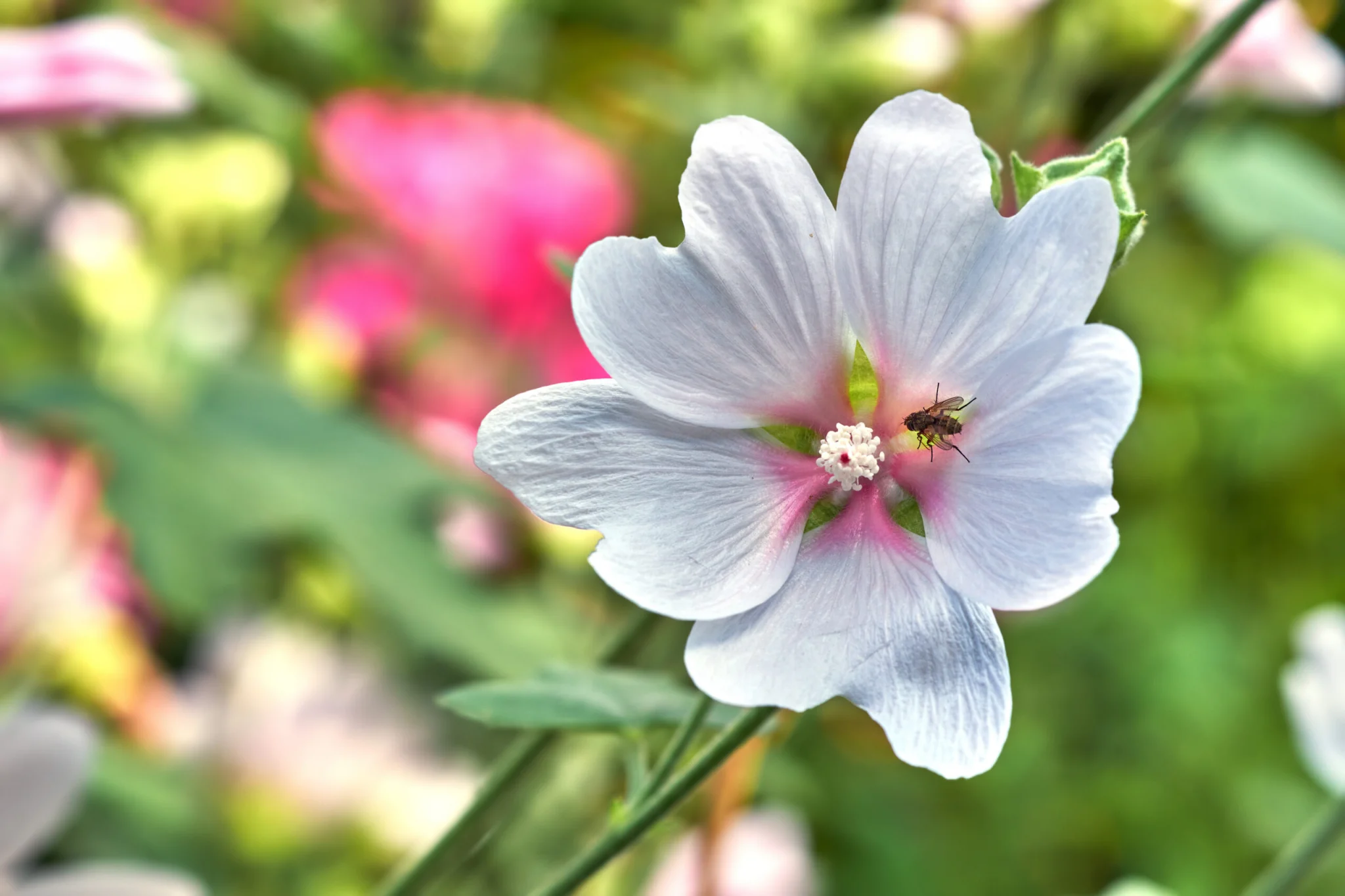 upclose of flower